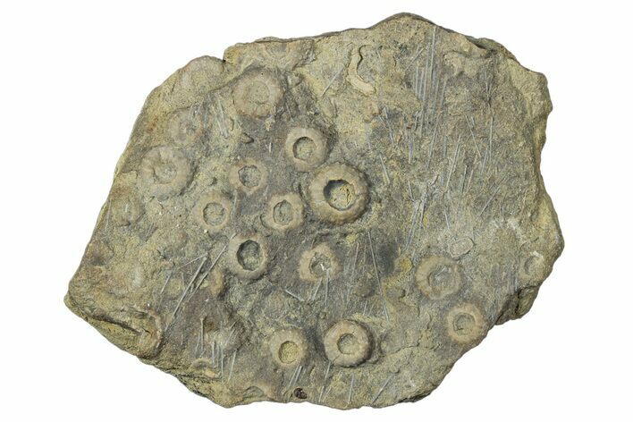 Cretaceous Fossil Urchin (Trochotiara) Plate - Morocco #284002